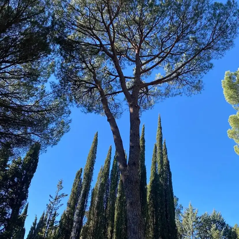Cyprès et pin remis en forme au bord d'un jardin à Tourtour